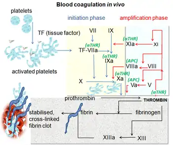 Imagine showing the coagulation, which includes a group of proteins that regulate clots. DVT risk can be altered by abnormalities in the cascade.