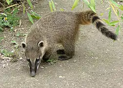 South American coati