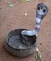 Naja naja, the spectacled cobra.