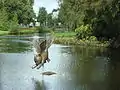 Statue De Vliegende Kat by Corneille in the pond behind the Cobra Museum in Amstelveen