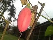 Ripe red gorgeous ivy gourd fruit.