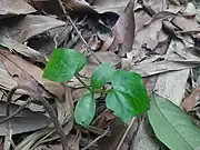 Coccinia grandis sapling. The cotyledons are visible.