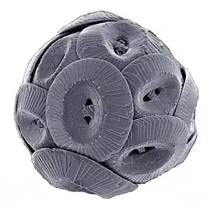 Coccolithus pelagicus