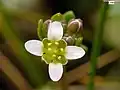 Cochlearia danica, flower