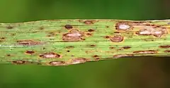 Symptoms of "Cochliobolus miyabeanus", the causal agent of brown spot, on rice