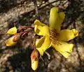 Cochlospermum fraseri flower.