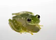 Powdered glass frog, Cochranella pulverata, Centrolenidae, Honduras to Ecuador