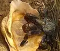 Coconut crab