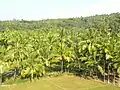 Coconut trees and paddy field