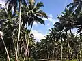 Coconut trees grown denser around this region