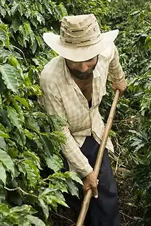 Image 66Brazil is the largest producer and exporter of coffee in the world. Brazilian coffee farmer producing. (from Economy of Brazil)