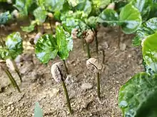 Coffee germinating.