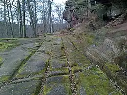 Photo shows an old road and a rocky slope in a forest of tall broad-leaved trees.