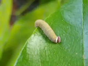 Larva