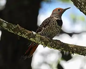 C. a. mexicanoidesfemale, Guatemala