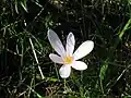 Colchicum alpinum in Les Grandes Rousses (Oisans)