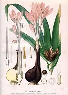 Colchicum autumnale by Auguste Faguet