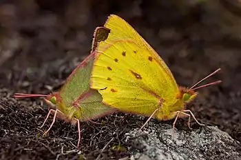 Image 11Sexual dimorphismPhotograph credit: Paolo Costa BaldiSexual dimorphism is the condition where the two sexes of the same species exhibit different characteristics. Differences may include secondary sex characteristics, size, weight, color, or markings, as well as behavioral and cognitive differences. In the butterfly species Colias dimera (also known as the Dimera sulphur), seen here mating in Venezuela, the male on the right is a brighter shade of yellow than the female.More selected pictures