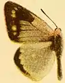 Male