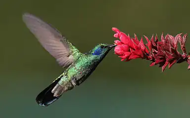 C. c. cabanidis in flightPanama