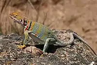 A gray lizard with brown and yellow-orange markings standing on a rock in bright sunshine.