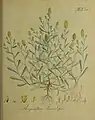 A. tomentosus (t. 48, Wendland)