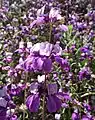 Collinsia heterophylla blossoms on a stalk.