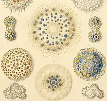 Illustration of "Collosphaera huxleyi"