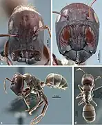 Colobopsis explodens soldier. (a) full-face view, (b) frontal shield (c) lateral view, (d) dorsal view