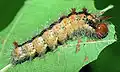 Larva