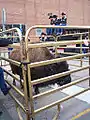 Ralphie IV is made available to the public during football season so they can take pictures and touch her. This picture taken on October 6, 2006, the day before she made her appearance at the game against the Baylor Bears.