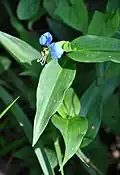 Commelina communis leaves