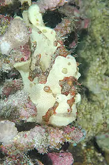 Commerson's frogfish, Kona, Hawaii, Antennarius commerson