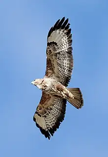 buzzard