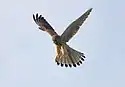 Common kestrel