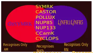 Some SYM genes respond to both RN and AM symbiosis. Some variants exclusively respond to any 1 type of the symbioses.