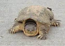 face-on view of a snapping turtle on gray background.