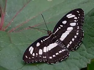 Dorsal view