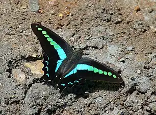 Dorsal view