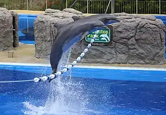 The Dolphin Show