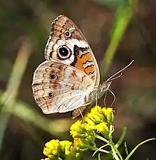 Common Buckeye (Junonia coenia) wings closed on Ragweed flower