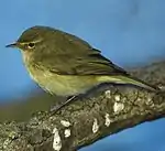 Chiffchaff