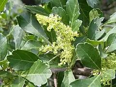 Close up of flowers