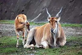 Eland and calf