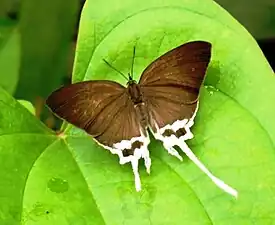 Dorsal view