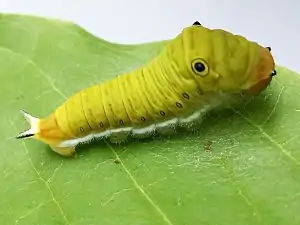 Larva