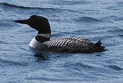 Common loon