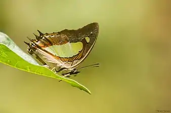 Ventral view