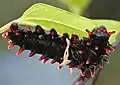 Caterpillar