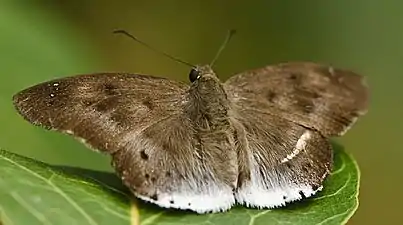 Dorsal view